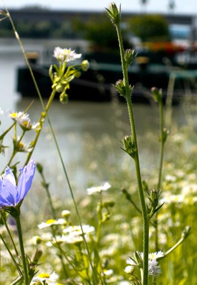 Schiffsanlegestelle Aschach