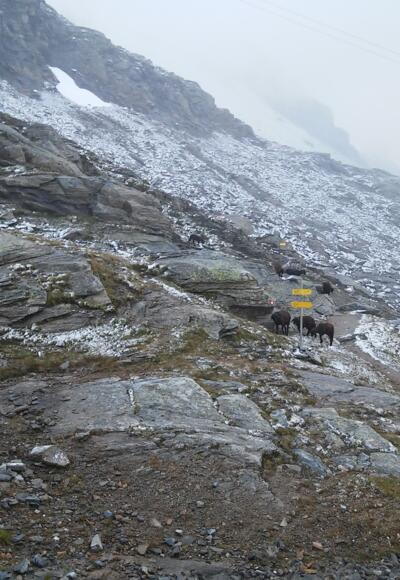 Morgen auf der Duisburger Hütte (24.07.2017)