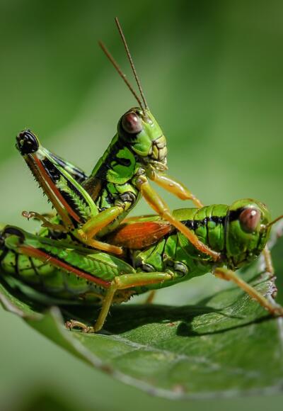 Die Alm- und Mähwiesen entlang der Route werden von einer Vielzahl von Heuschreckenarten, wie etwa der Alpinen Gebirgsschrecke (Miramella alpina) bewohnt.
