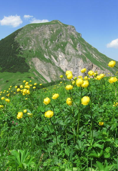 Trollblumen am Mahnkopf