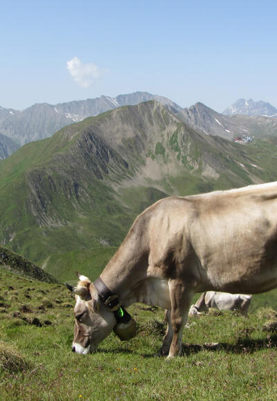 Fliesseralpe und Alp Bella