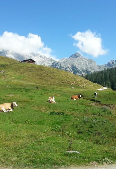 Bergidylle auf der Kallbrunnalm.