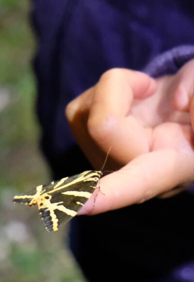 Schmetterling im Brandenberger Tal