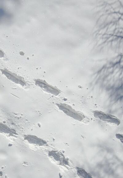 Schneeschuhwanderung in Scheffsnoth / Lofer