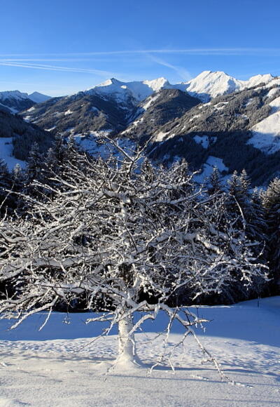 Winter-Baum