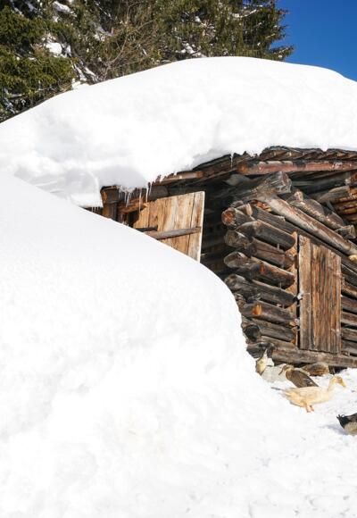 Enten genießen die Wintersonne