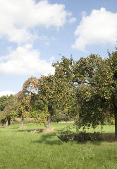 Streuobstwiesen