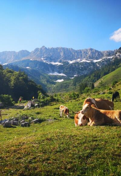 Scheffau_Kaiseralm-Runde_Wegscheid_Wilder Kaiser