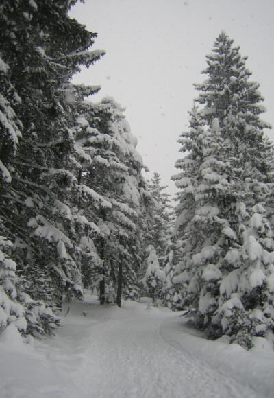 am oberen Ende der Rodelbahn