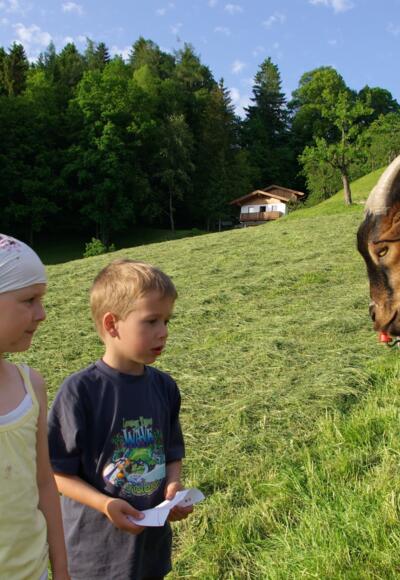 Kinder beim Ziegenfüttern am Pinzgerhof