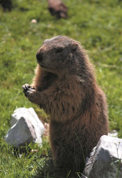 Naturerlebnisweg Bachlalm