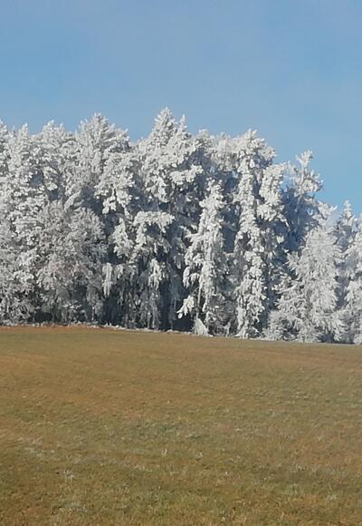 Reif am Nordwaldkammweg bei Waldburg
