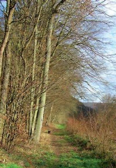 Wir wandern durch den romantischen Spessart.