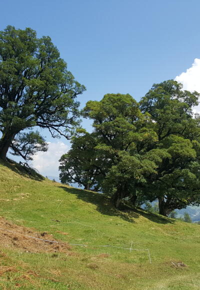 Bergahorn im Mellental