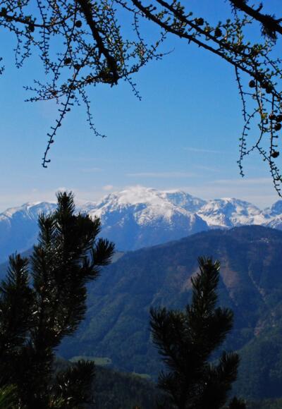 Blick aufs Warscheneck aus den Latschen vor der Fotzenalm