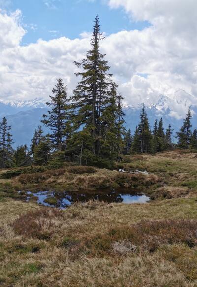 Pinzgauer Spaziergang