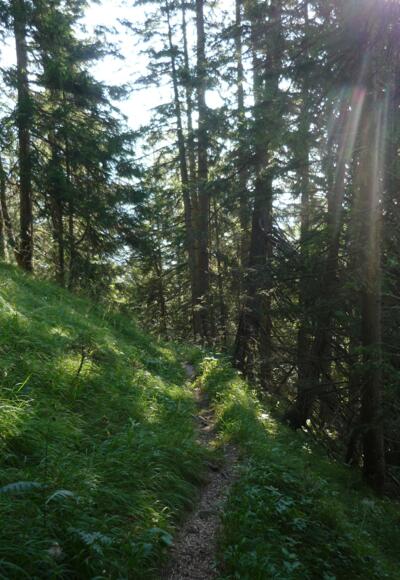 Schleifwandsteig im Wald