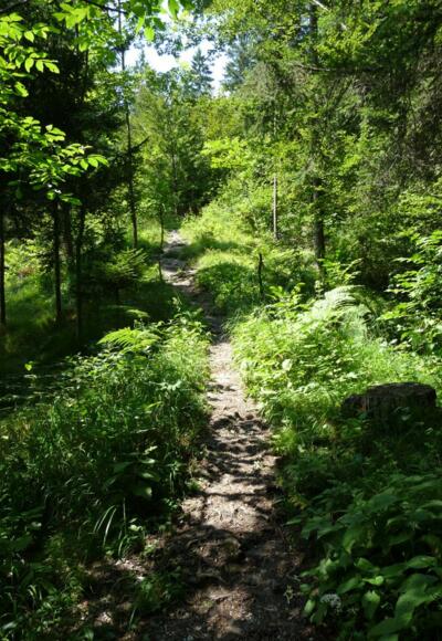 unmarkierter Weg unterhalb Rauschbrunnen