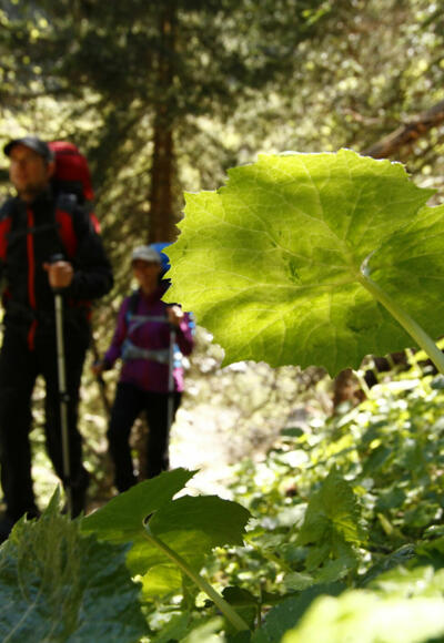 Auf idyllischen Wald- und Wiesenwegen wandert man entlang des Amerbaches.
