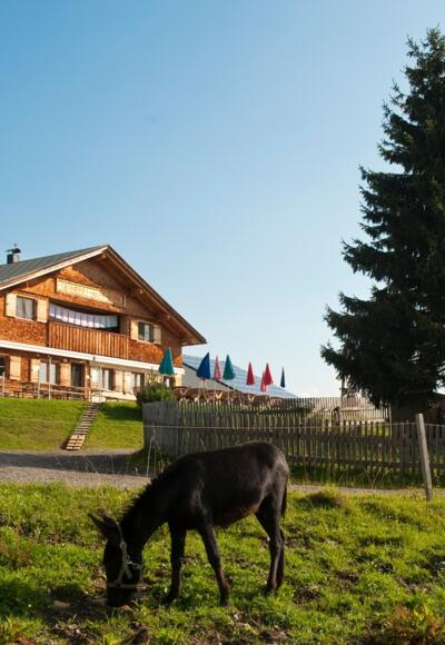 Alpe Rona am Hochplateau Tschengla