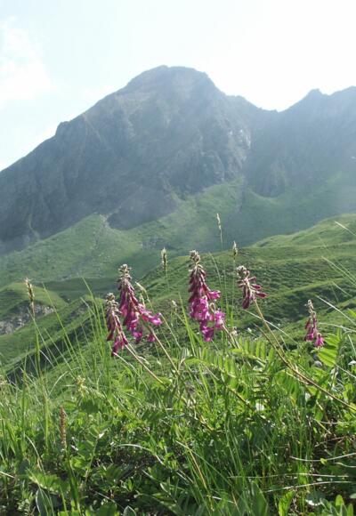 Bergblumen