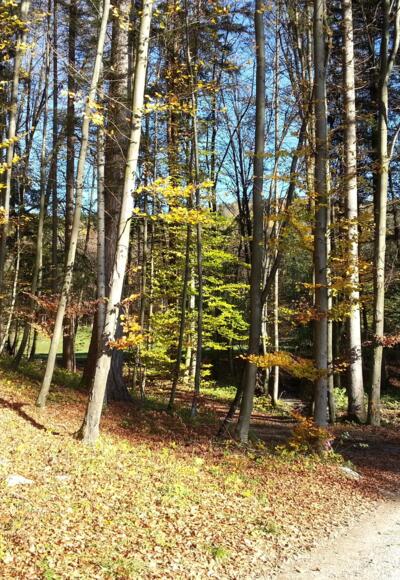 Über den Almerberg ins Wiestal