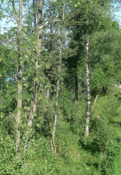 Bregenzerach und Bregenzer Achweg