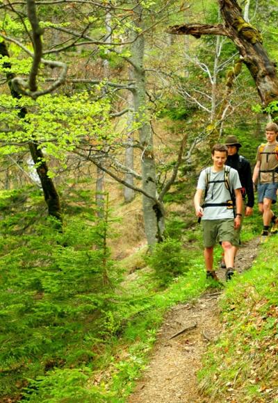 Buchenwald im Nationalpark Kalkalpen