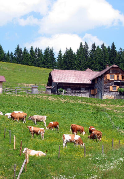 Anlaufalm im Reichraminger Hintergebirge © Zeiselberger