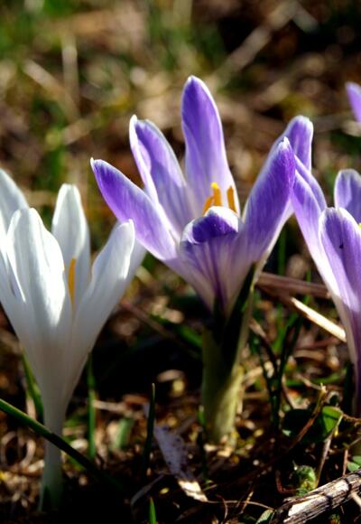 Krokuswiese am Startpunkt 750 m