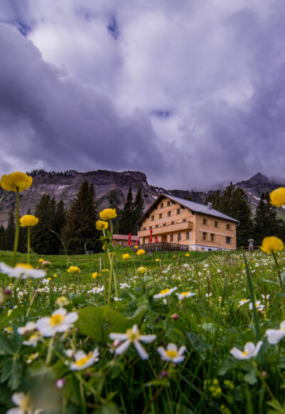 Edelweiß am Öberle c Fred Böhringer