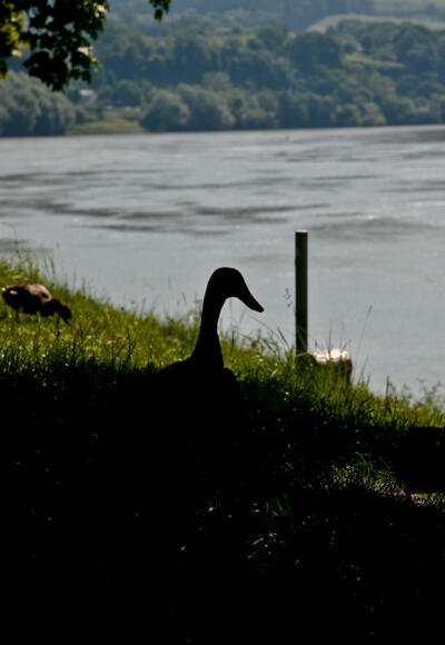 Donau bei Ottensheim