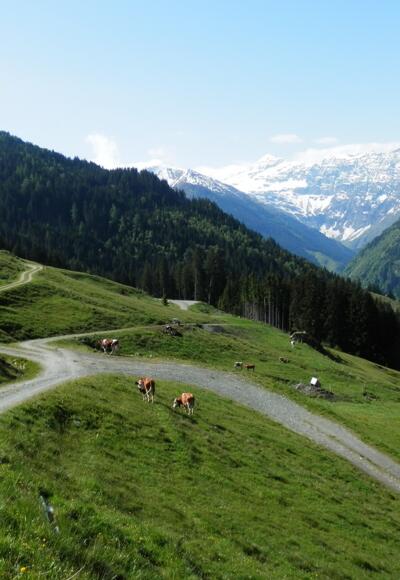 Die wunderschöne Almenlandschaft am Felberberg.