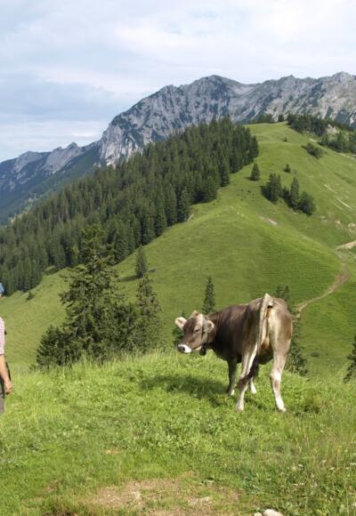 Höhenweg zum Walchsee