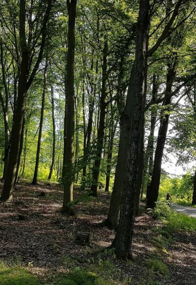 Durch einen sonnendurchfluteten Laubwald (falls die Sonne scheint) kommen wir höher