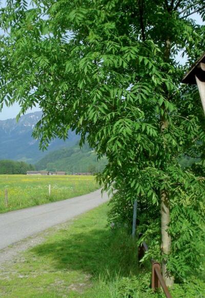 Talebene bei Schnepfau