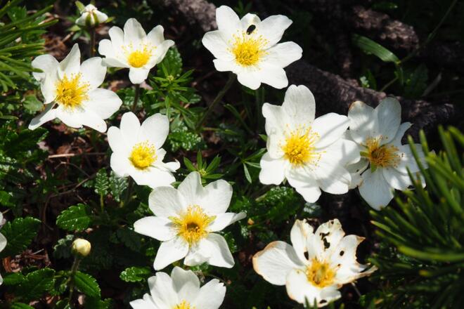 Blumen beim Abstieg vom Röllsattel