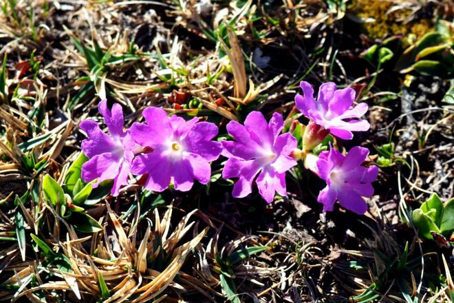 Zwergprimel am Nockplateau