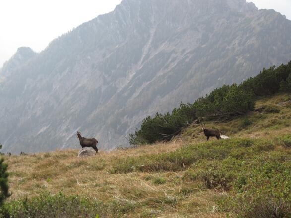 Gämsen am Weg ins Kühkar