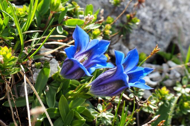 Enziane am Nordgipfel 2270m