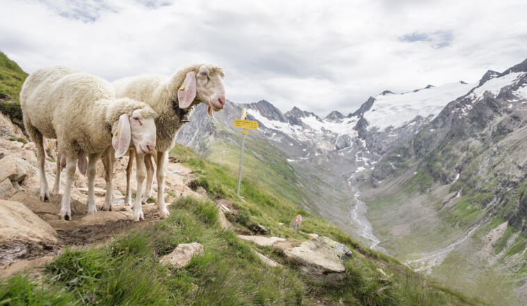 Kuschlige Weggefährten.