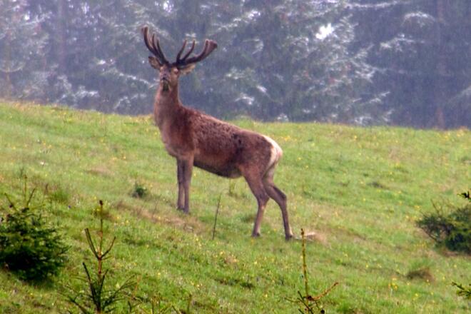Wer Glück hat, kann Wild beobachten