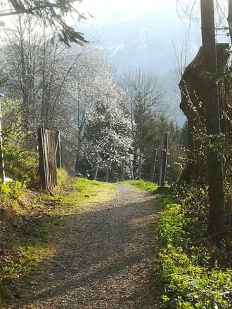 Kirschblüte am Höhenweg