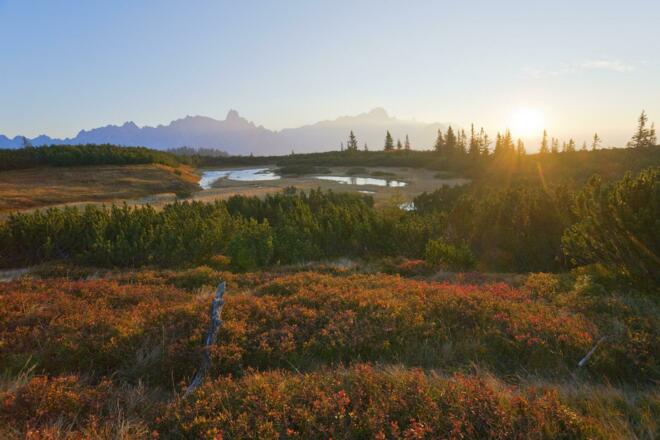 Gerzkopf mit &quot;Schwarzer Lacke&quot;