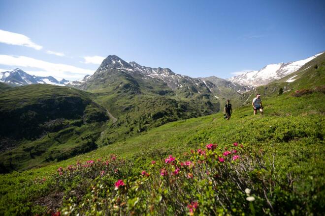 Herrlich duftende Alpenrosen