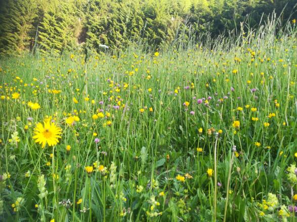 Prächtige Blumenwiese am Höhenweg