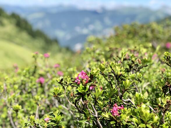 Almrosen am Weg zum Gamskarkogel