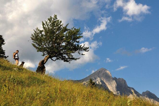 Pyhrgasgatterl-Nähe am Übergang zur Bacheralm