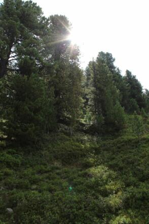 Der Zirbenweg am Wildkogel