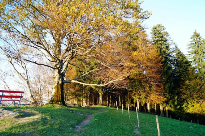 Der Brüggelekopf im Herbst